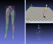 Human Musculoskeletal Modeling Platform